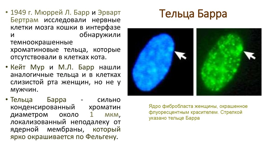 Тельца барра это в генетике