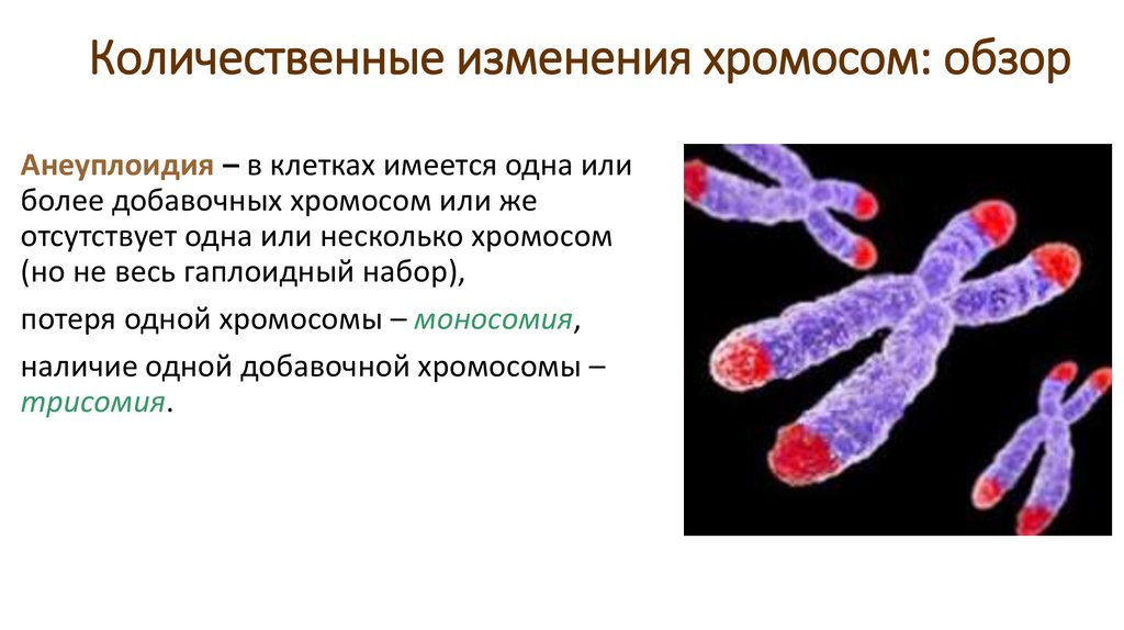 Хромосомы участвуют. Количественные изменения хромосом. Изменение числа хромосом. Количественные изменения числа хромосом. Измененные хромосомы.