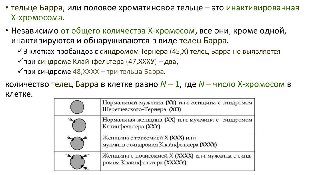 Что такое тельце барра. Тельце Барра. Количество Телец Барра. Синдром Клайнфельтера тельца Барра. Тельца Барра это в генетике.