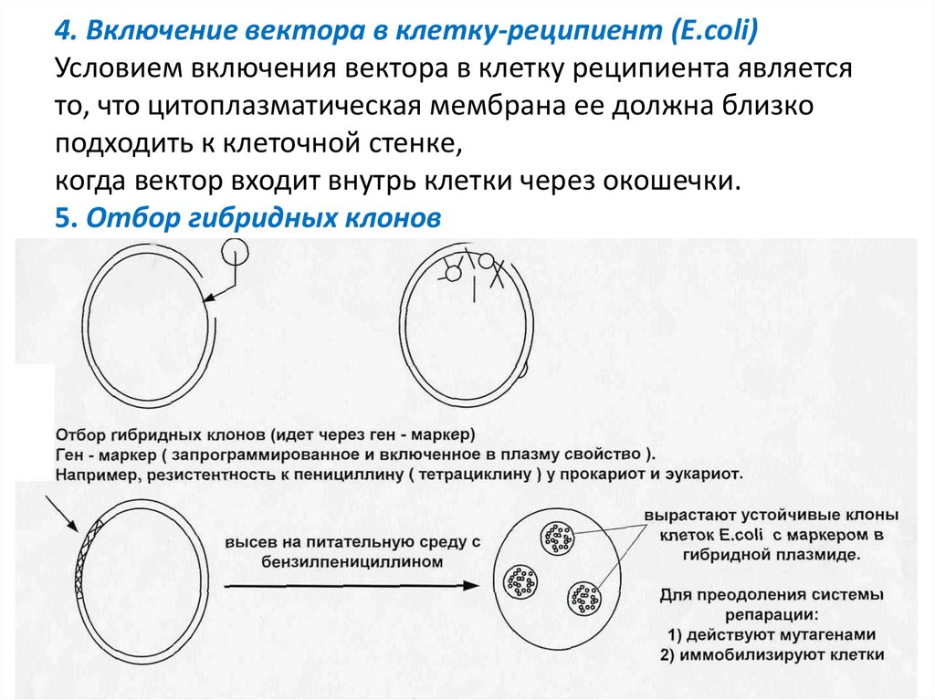 Гибридная плазмида. Включение вектора в клетку-реципиент. Отбор клеток с клонами.. Метод отбора гибридных клонов. Техника генно инженерного эксперимента стадии.