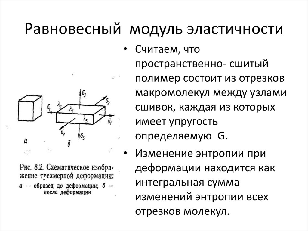 Равновесный модуль эластичности