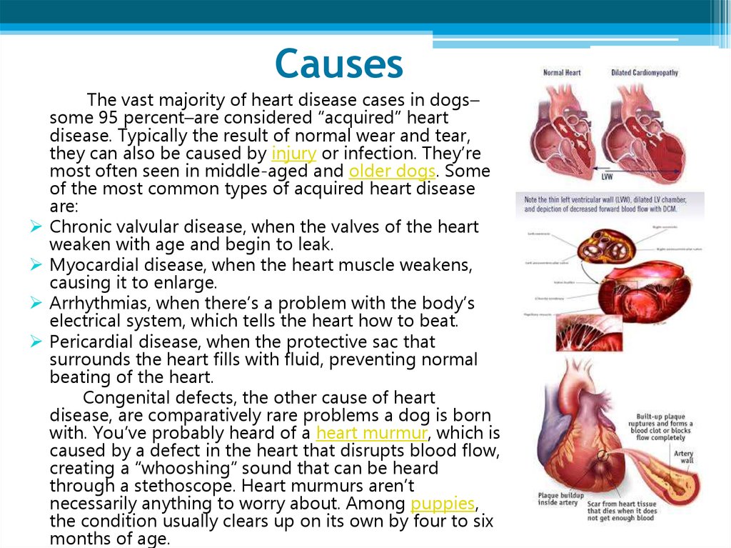 Stages Of Heart Disease In Dogs