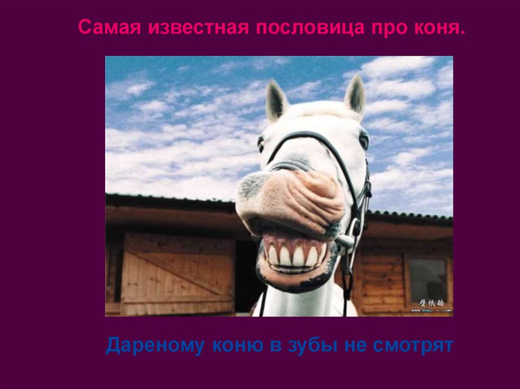 Поговорка дареному коню в зубы. Поговорки про лошадь. Пословицы про коня. Пословицы про лошадей. Пословицы и поговорки о лошадях.