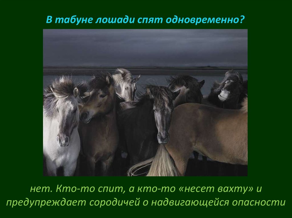 Значение слова табун. Викторина про лошадей. Стих табун. Табун лошадей спит. Стихи про табун лошадей.