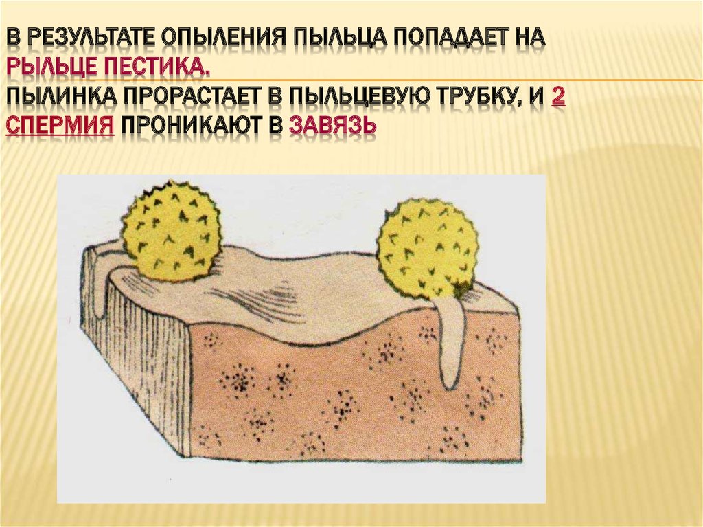 Пыльца на рыльце пестика рисунок