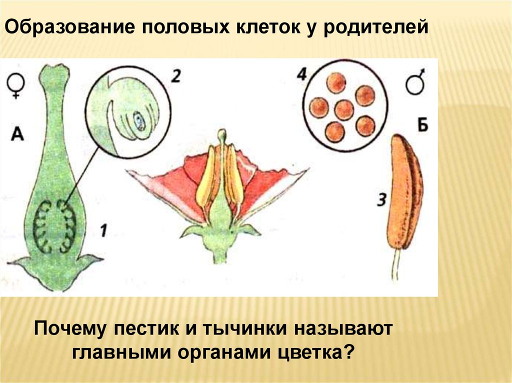 Женская половая клетка у растений. Пестик схема. Строение пестика и тычинки. Размножение пестики и тычинки. Пестик у растений.