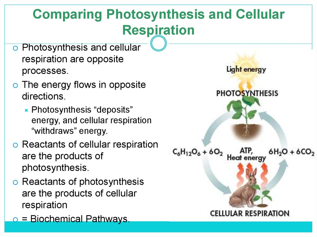 Cellular Respiration 