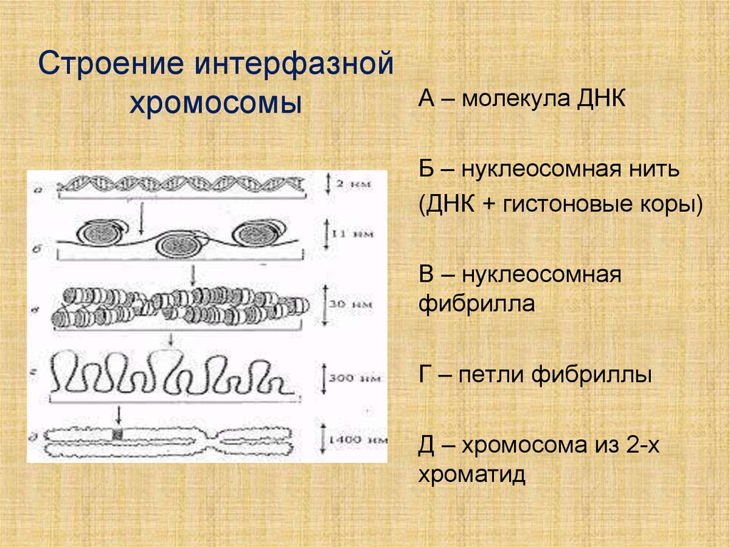 Сколько молекул днк в данной хромосоме. Строение интерфазных хромосом. Строение интерфазной хромосомы. Структура интерфазной хромосомы. Строение хроматина и хромосомы.