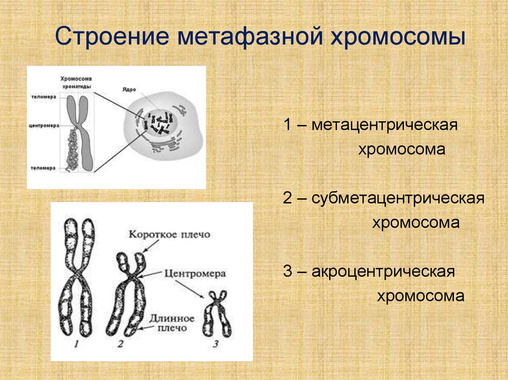 Мужская хромосома 5