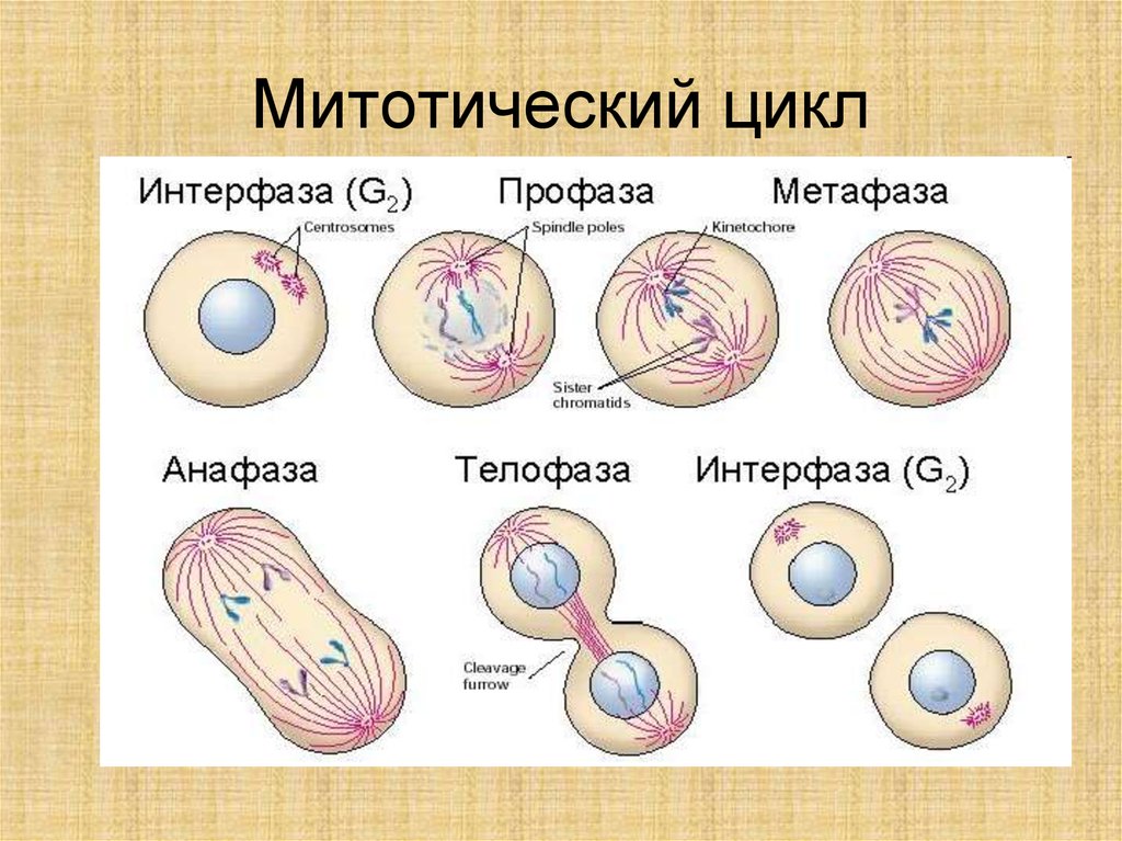 Схема митотического цикла