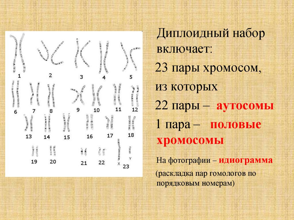 Схема хромосомного набора. Диплоидный набор человека. Диплоидный набор хромосом человека. Диплоидный набор хромосом набор. Аутосомы и половые хромосомы.