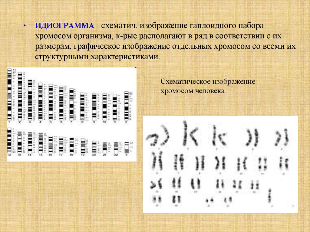 Кариограмма это. Идиограмма кариотипа. Идиограмма кариотипа человека. Идиограмма кариотипа принцип построения. Идиограмма хромосом.