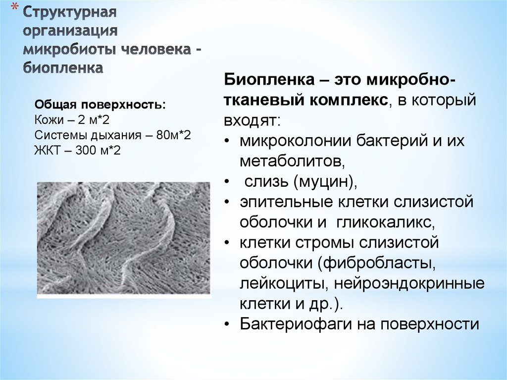 Структурная организация микробиоты человека - биопленка