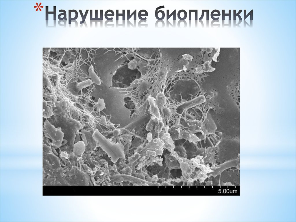 Биопленки кандиды. Биопленка микробиология строение. Биологическая пленка. Биопленка бактерий.