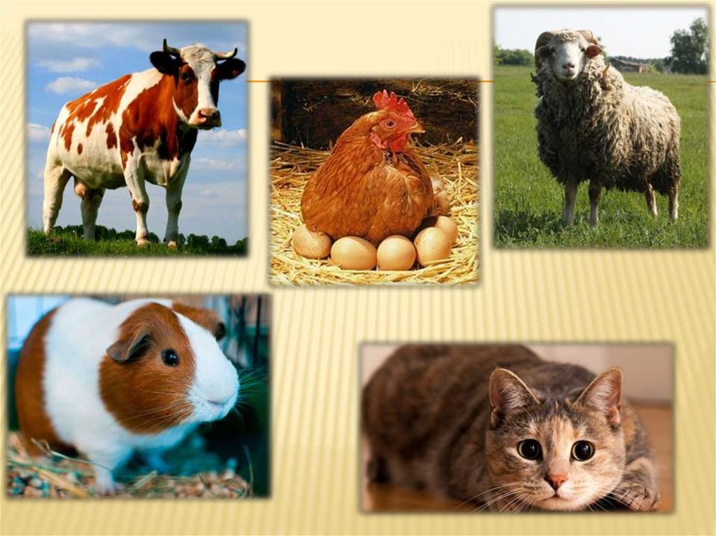 Домашние животные 1 часть. Домашние животные слайд. Домашние животные презентация. Разнообразие домашних животных. Картинки домашних животных.