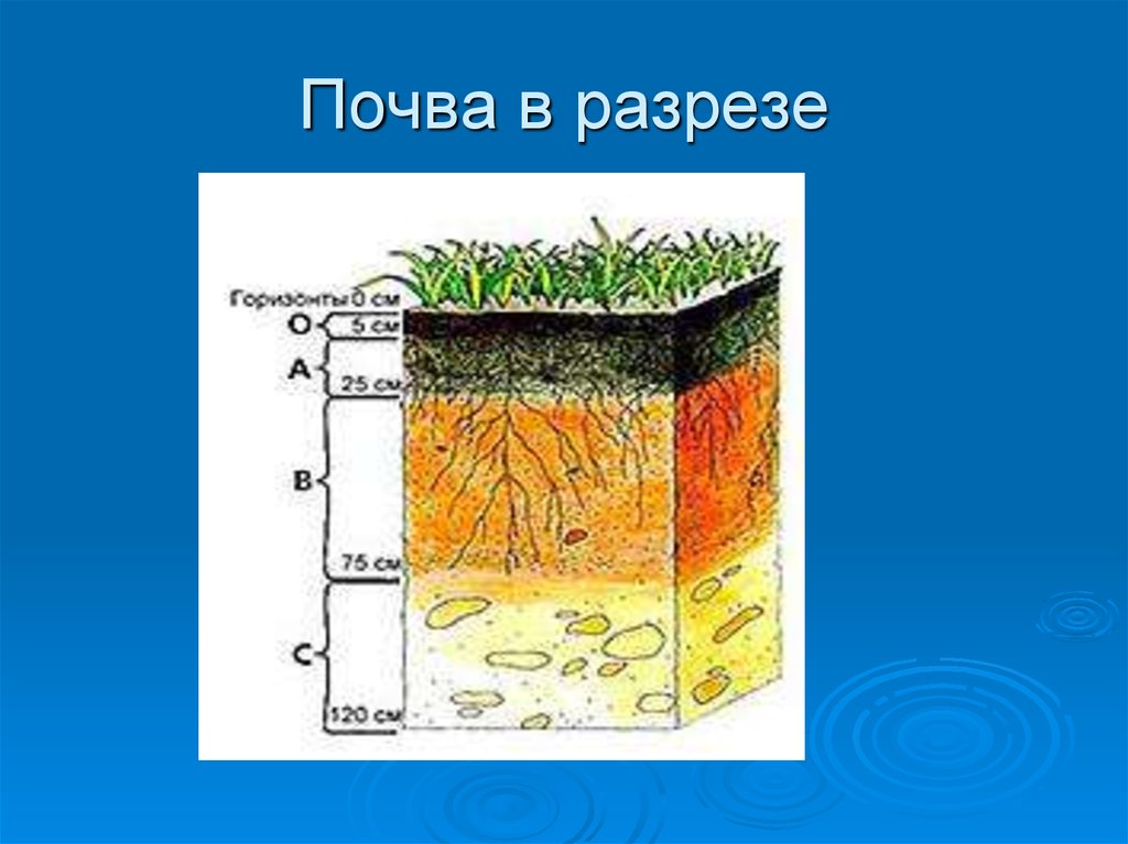 Строение почвы рисунок