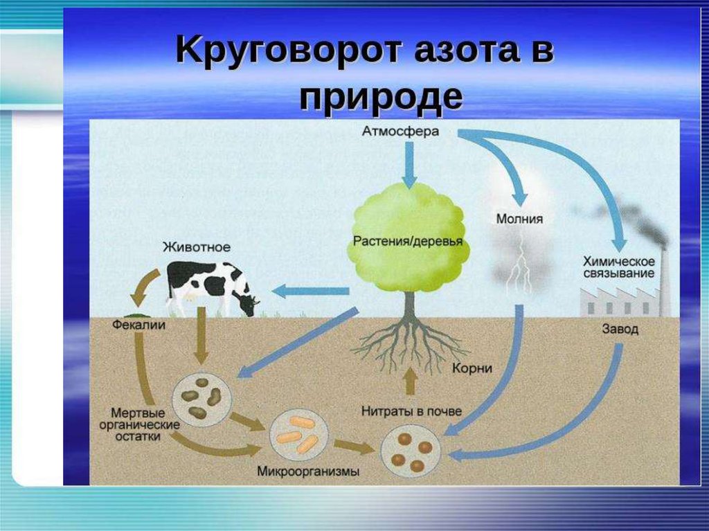 Круговорот веществ в природе 9 класс. Составьте схему круговорота азота. Схему круговорота вещества в биосфере азот. Глобальный круговорот азота. Биогенный круговорот азота.