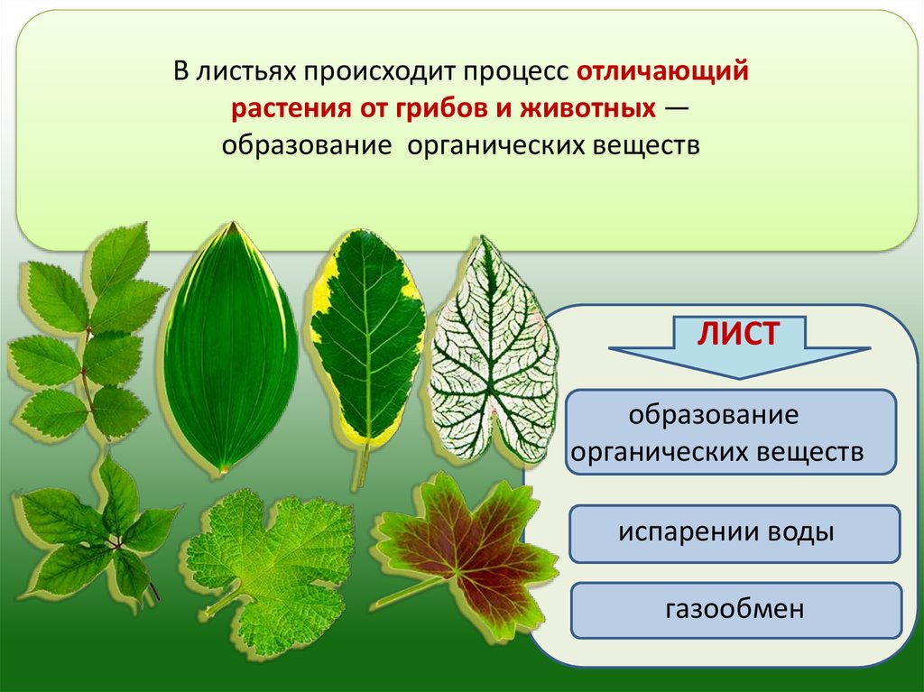 Листик значение. Лист биология 6 класс. Строение листа биология 6 кл. Внешнее строение листа. Внешнее строение аиста.