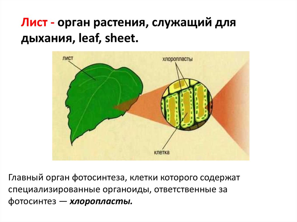 Органоид обеспечивающий фотосинтез. Роль хлоропластов в фотосинтезе. Лист орган фотосинтеза. Фотосинтез листа схема. Фотосинтез хлорофилл растений.