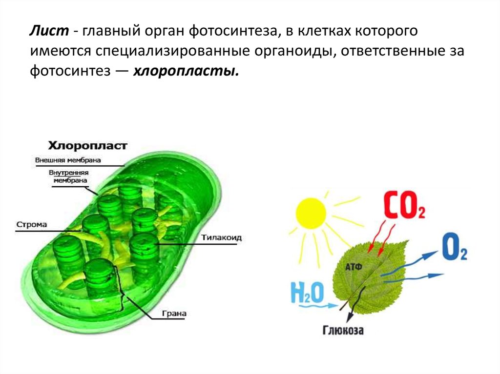 Органеллы водоросли. Строение хлоропласта фотосинтез. Клетка хлоропласта фотосинтез ЕГЭ. Строение клетки 5 класс фотосинтез. Фотосинтез в хлоропласте рисунок.