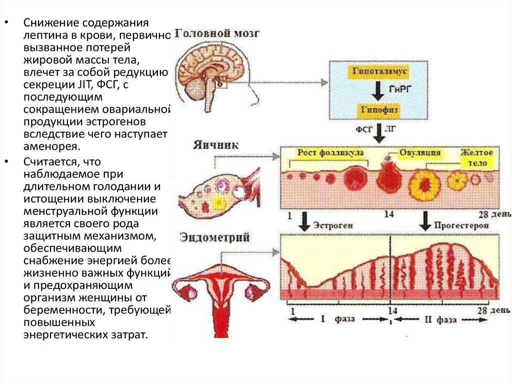 Второй цикл менструационного цикла