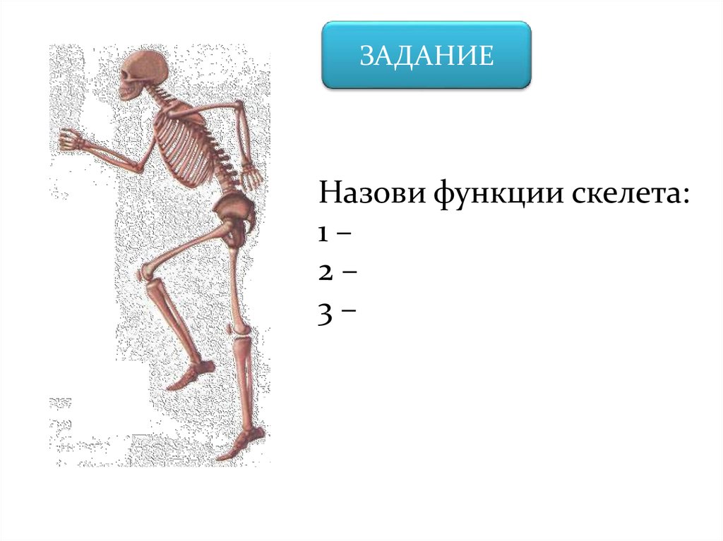 Задания по скелету. Задания по строению скелета. Скелет человека 8 класс биология. Скелет человека задание.