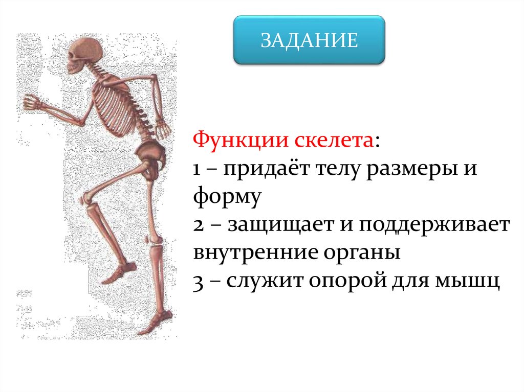 Задания по скелету. Функции скелета 2 класс. Скелет человека функции скелета. Функции скелета 3 класс. Основные функции костей скелета.