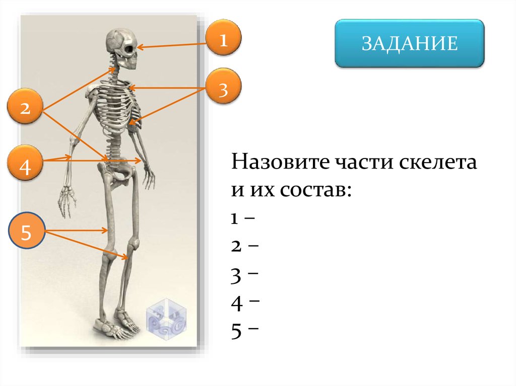 Тесто скелеты. Части скелета. Скелет человека с подписанными частями. Подпишите части скелета человека. Скелет человека подписать части скелета.