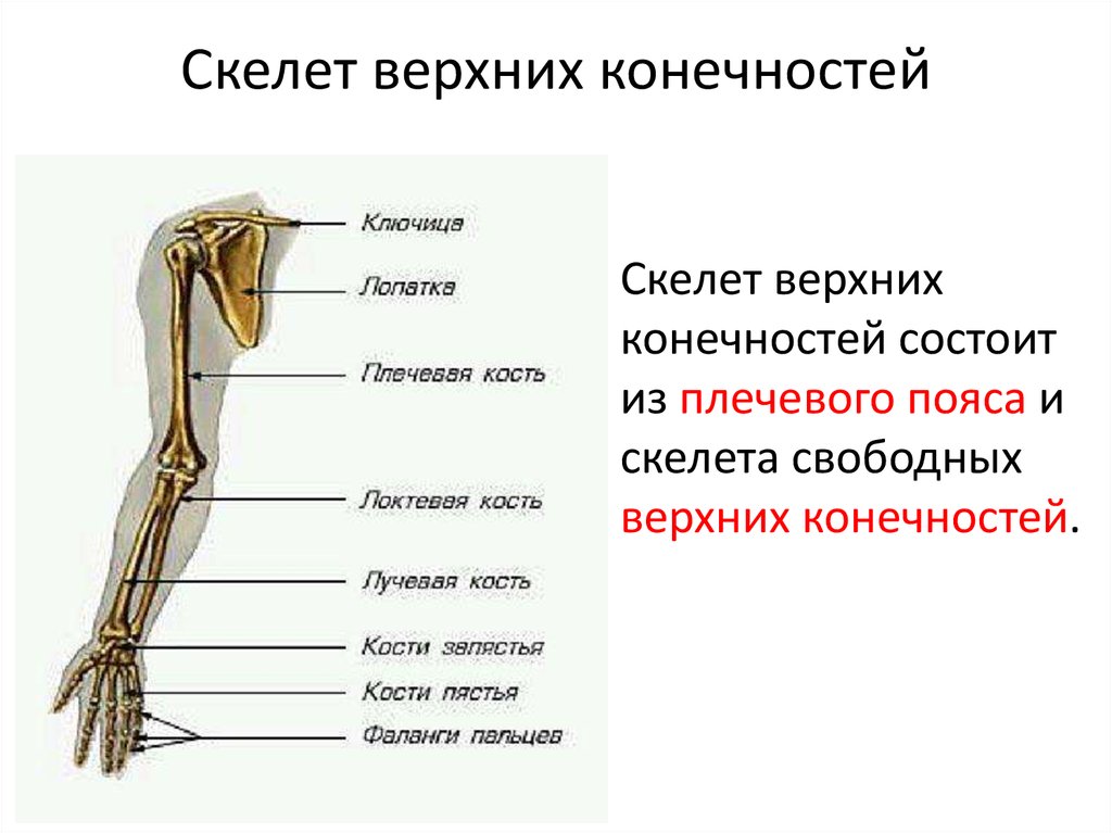 Какими костями образован пояс верхних конечностей