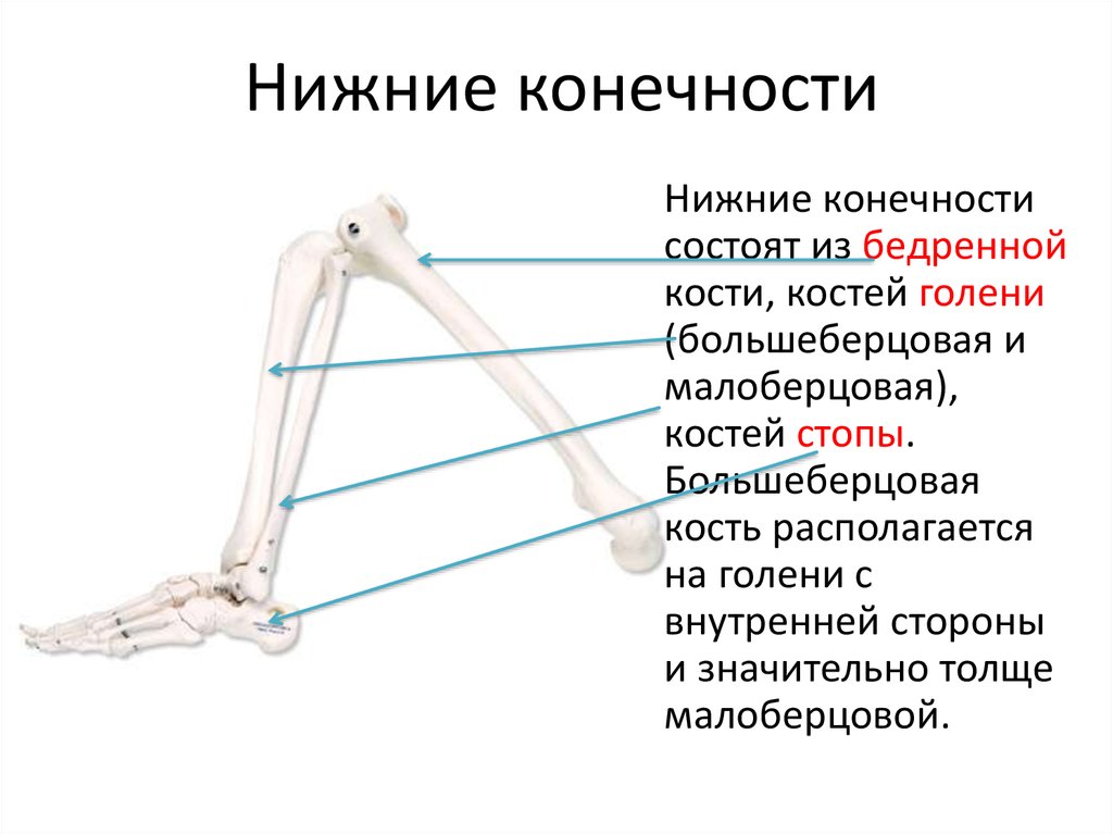 Ниж конечности состоят. Нижняя конечность состоит из. Из чего состоит бедренная кость. Деление периферического скелета на отделы и звенья.