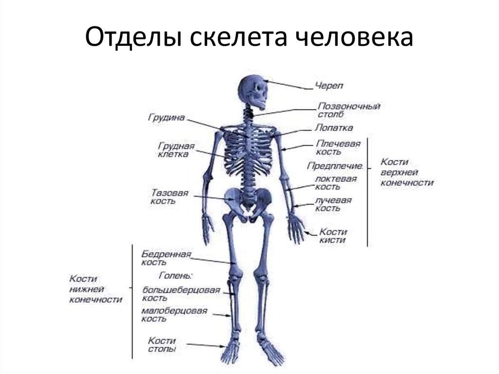 Отделы скелета человека