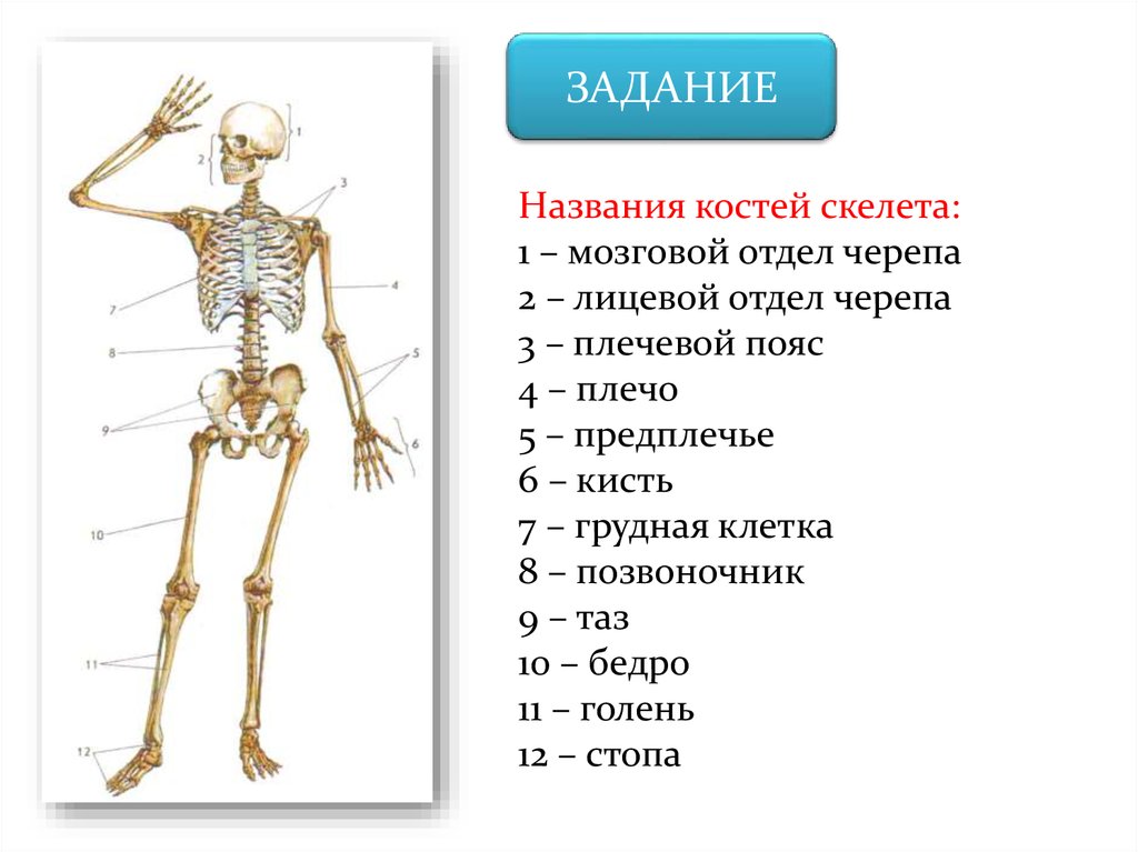 Скелет человека рисунок с названиями основных частей тела