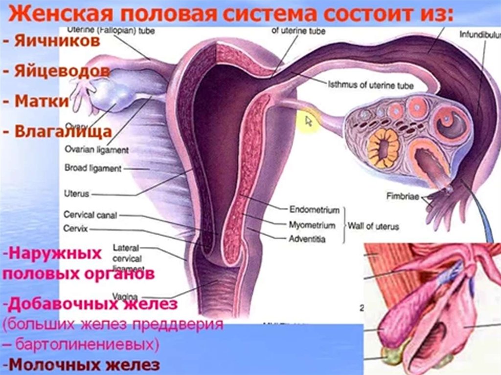 Репродуктивная женская половая система. Женская половая система. Строение женских органов. Строение половой системы женщины. Строение половых органов женщины.