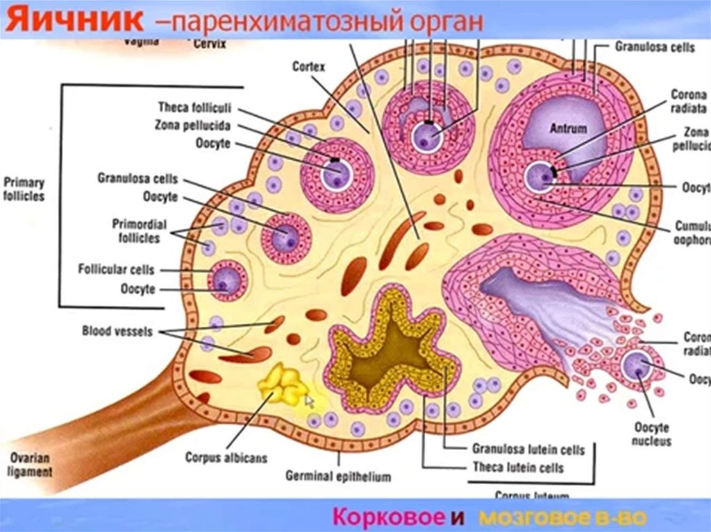 Внутреннее строение яичника