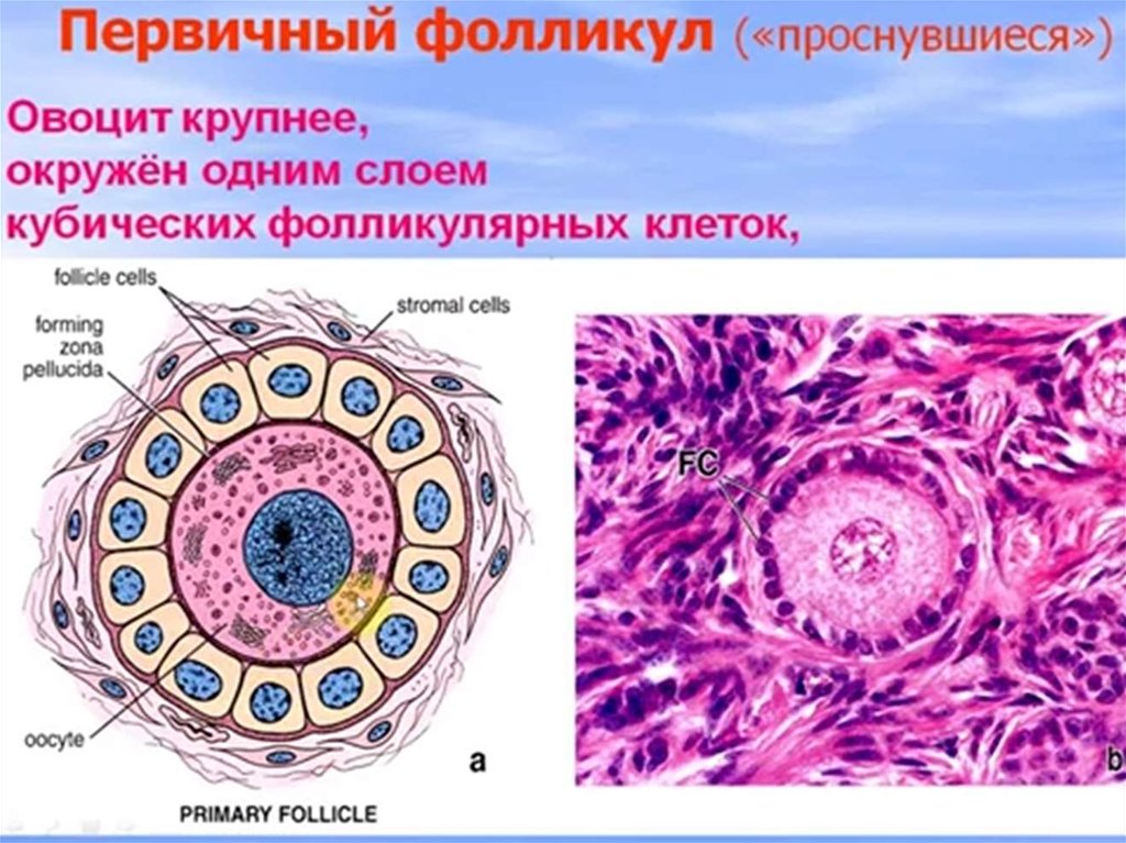 Половая система фото