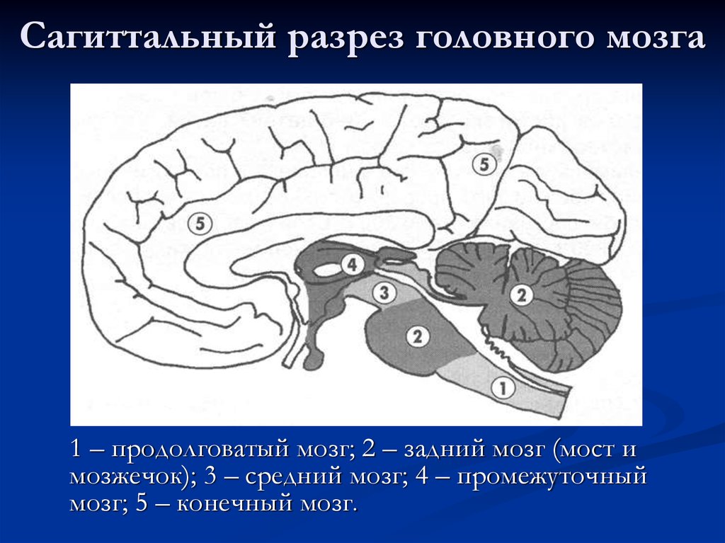 Практическая работа по мозгу