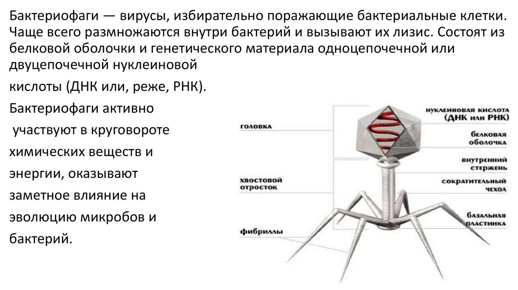 Наследственный аппарат бактериофага. Фибриллы бактериофага функции. Бактериофаг схема. Строение бактериофага. Строение бактериофага микробиология.