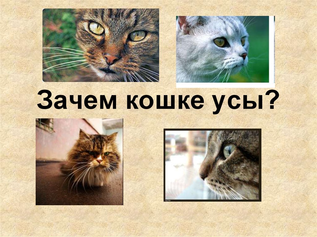 Почему кошек зовут кошками. Зачем кошка. Зачем котикам усы. Зачем кошке нужны усы. Презентация на тему зачем кошке усы.
