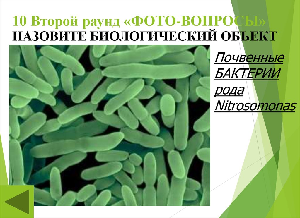 Биологическими называются. Почвенные бактерии фото. Род бактерий. Nitrosomonas бактерии. Микроорганизмы родов nitrosomonas.