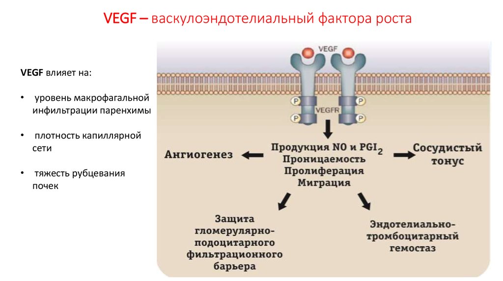 VEGF – васкулоэндотелиальный фактора роста