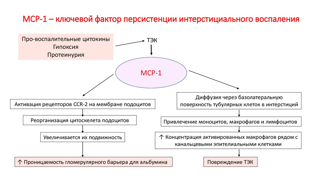 МСР-1 – ключевой фактор персистенции интерстициального воспаления