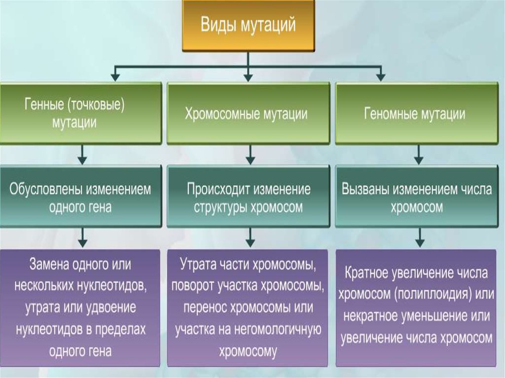 Тест по теме виды изменчивости 9 класс