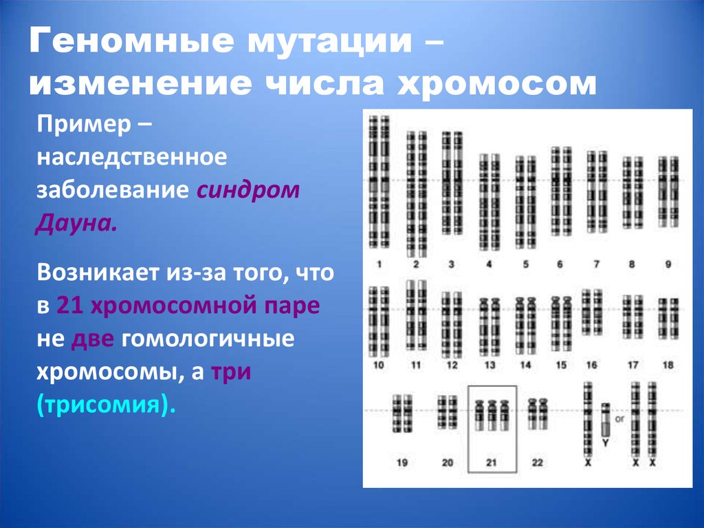 Изменение числа отдельных хромосом