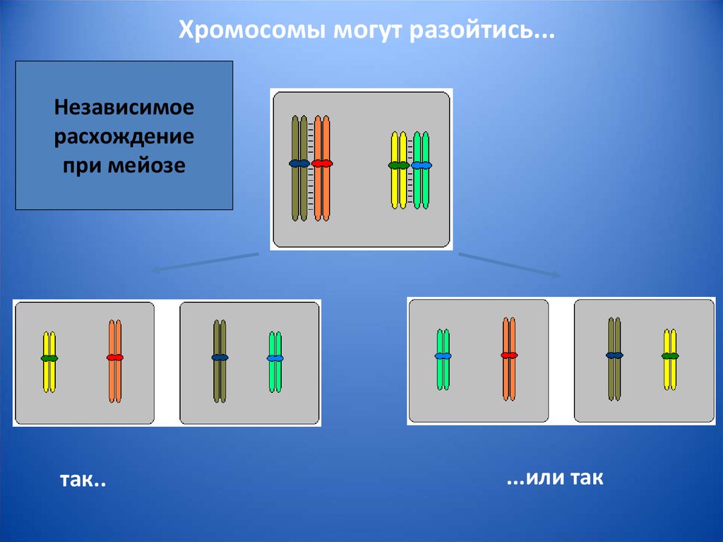 Расхождение хромосом в мейозе. Независимое расхождение хромосом в мейозе. Независимое расхождение гомологичных хромосом. Мейотического расхождения хромосом. Расхождение гомологичных хромосом происходит в.