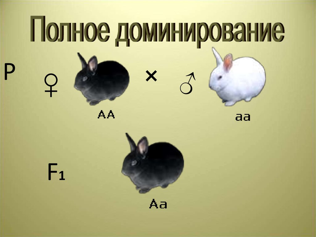 Рассмотрите рисунок определите доминантные признаки у кроликов темная