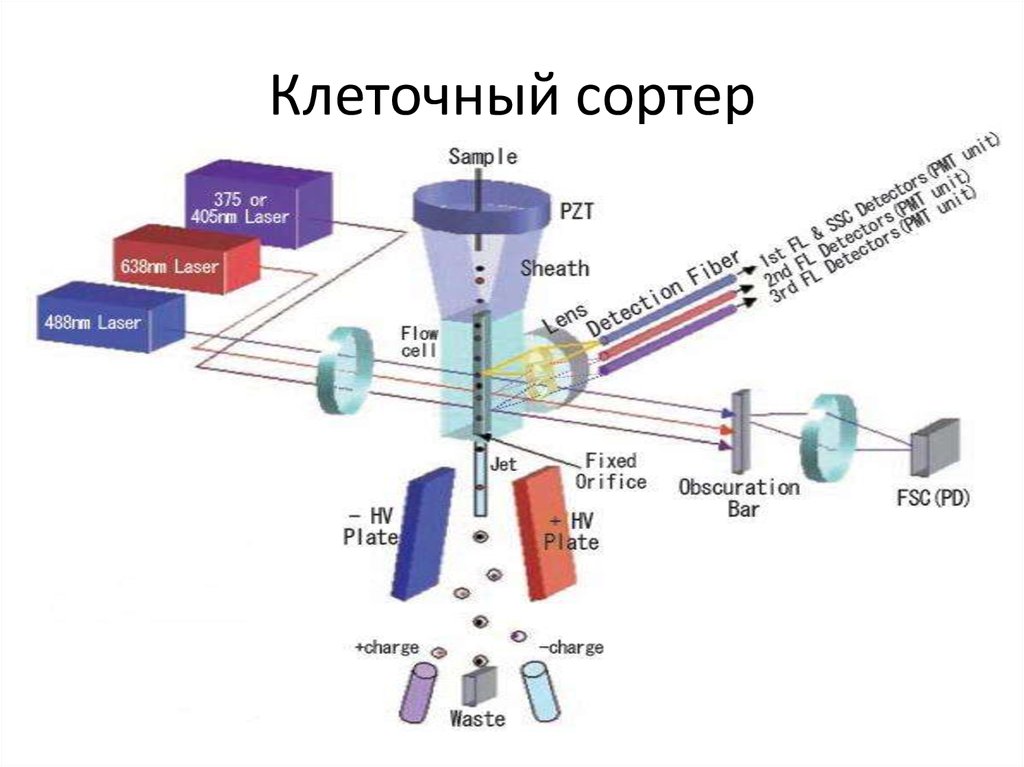 Разделение клетки под действием центробежной
