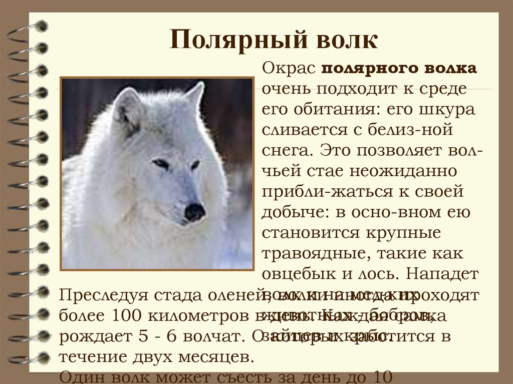 Виды воков. Полярный волк информация про детей. Полярный волк рассказ. Информация о белом волке. Полярный волкпризинтацыя.