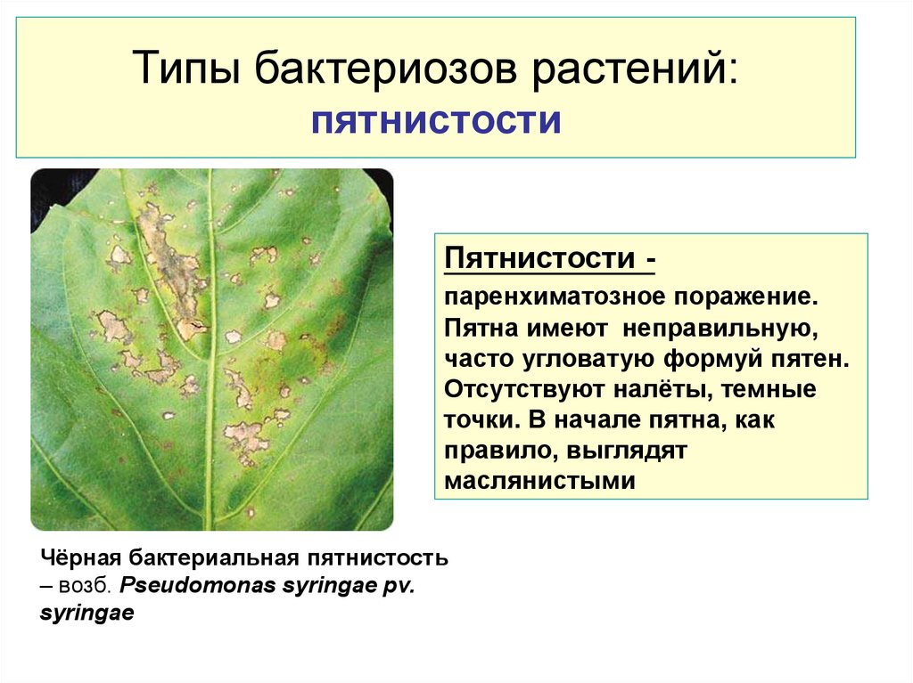 Бактерии поражающие растения