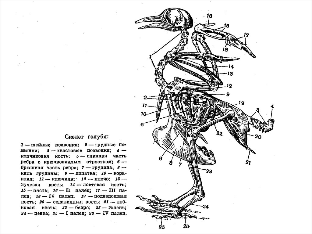 Грудные позвонки у птиц. Строение скелета сизого голубя. Скелет птицы 7 класс. Осевой скелет птиц. Скелет сизого голубя описание.
