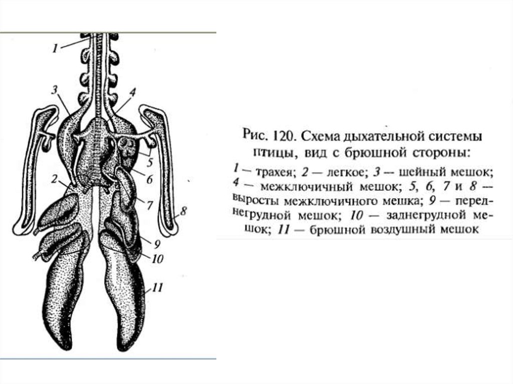 Схема дыхательной системы у птиц